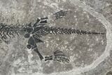 Discosauriscus (Early Permian Reptiliomorph) - Czech Republic #106346-1